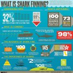 Sidemount Technical Wreck Diving Subic Bay Philippines Shark Finning