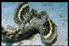 Demon Stinger 444-37_big