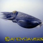 cuttlefish philippines