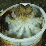 coconut octopus subic bay