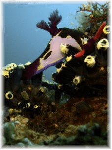 scuba diving anilao batangas philippines