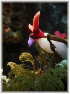 nudibranch diving anilao batangas philippines