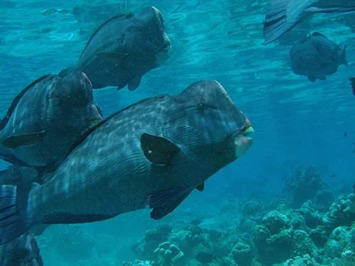 Bumphead-Process-1 Bumphead Parrot Fish Unedited