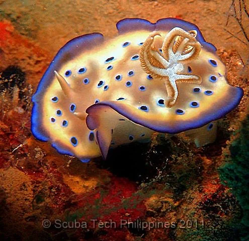 Nudibranch - Chromodoris kuniei