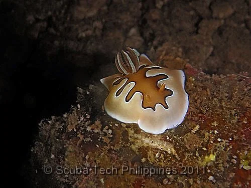 Nudibranch - Chromodoris coi