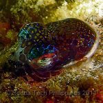 Bobtail Squid (Euprymna berryi)