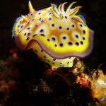 Nudibranch Philippines Anilao Photography