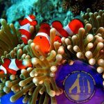 Sidemount Technical Wreck Diving Subic Bay Philippines