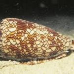 cone snail philippines