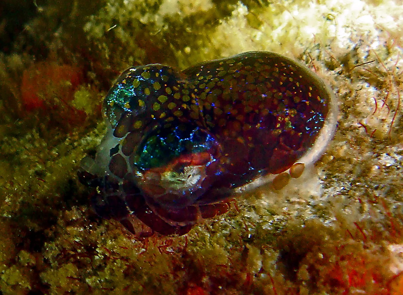 Best muck diving creatures: Bobtail Squid