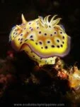 Best muck diving and macro photography locations