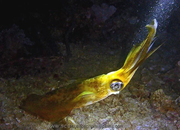 Macro photography for muck diving