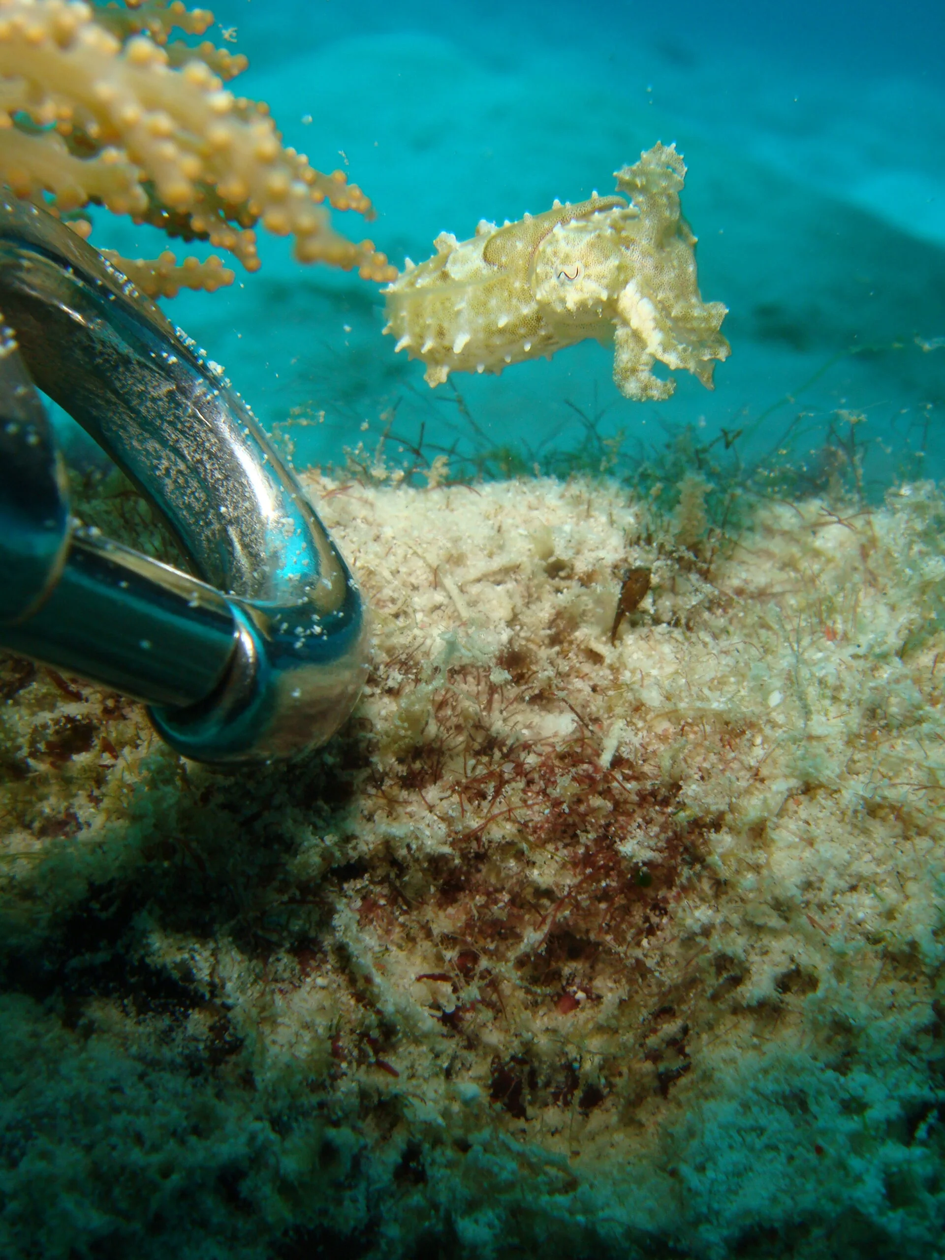Best muck diving locations: Puerto Galera, Philippines. Tiny cuttlefish