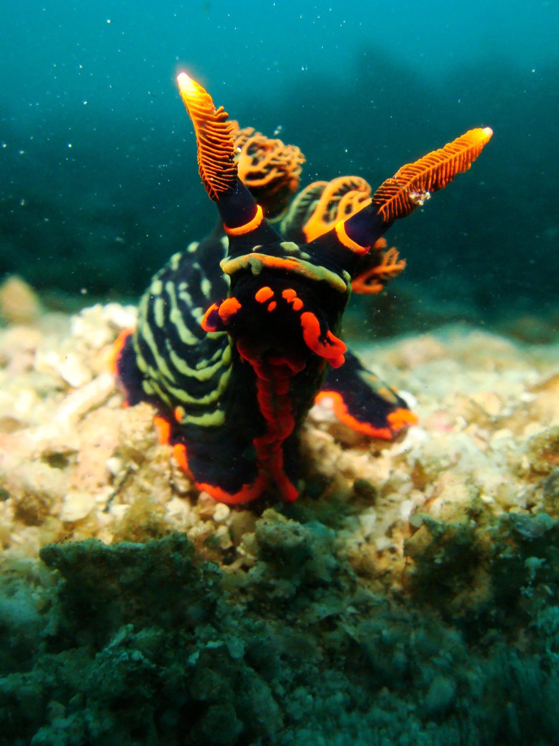 Best muck diving in Dauin, Philippines. Colorful nudibranch