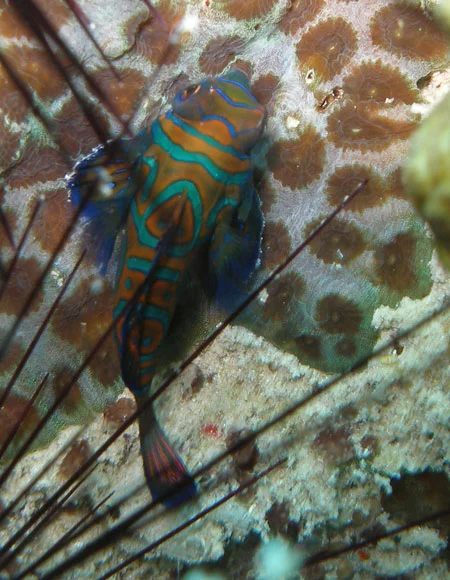 Best muck diving in Romblon: Mandarinfish