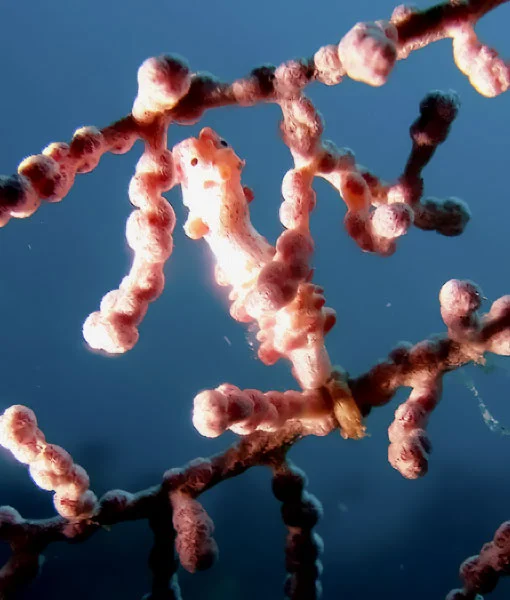 Best muck diving critters: pygmy seahorse