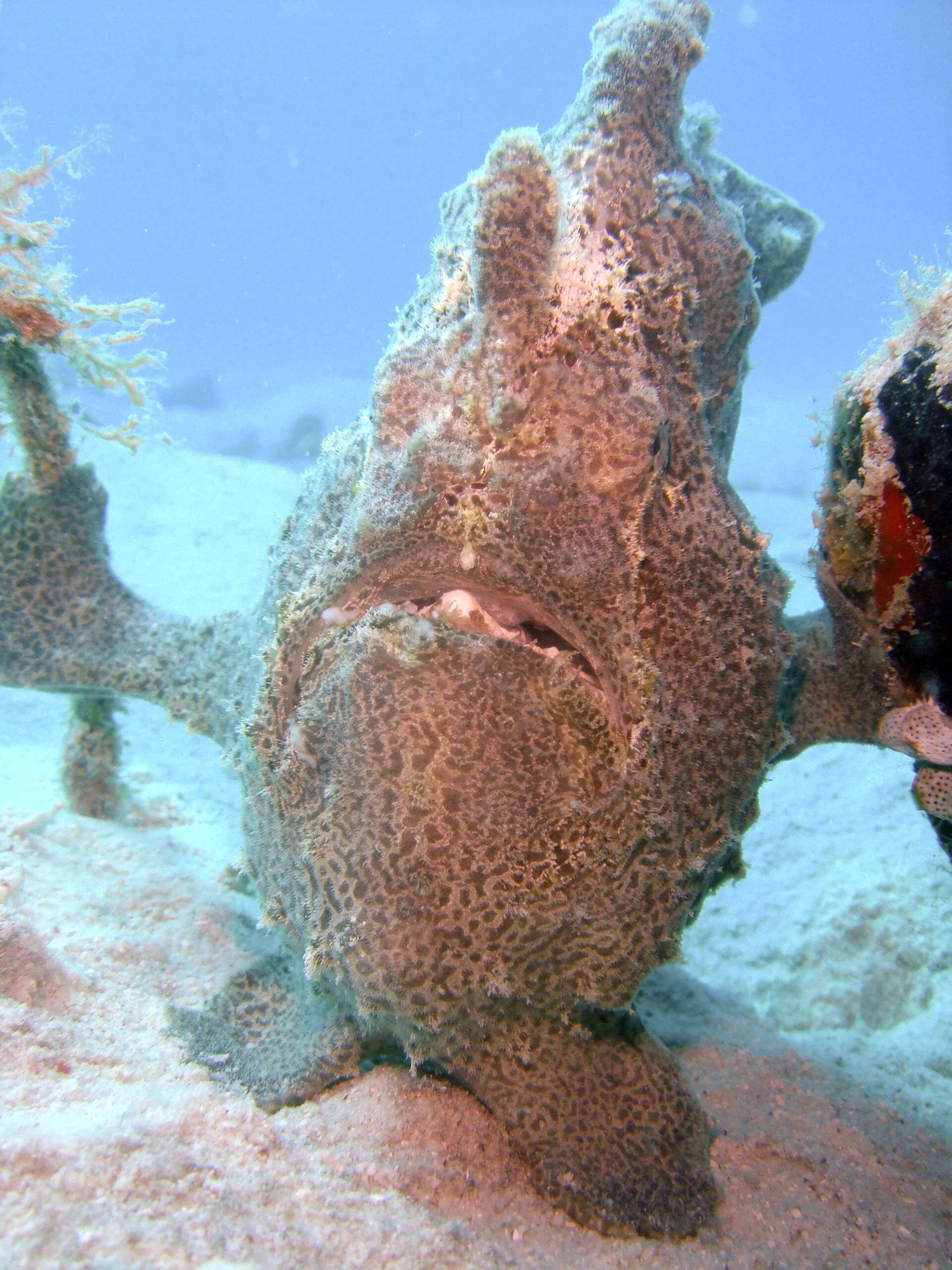 Best muck diving sites, Mabul Island, Borneo, Malaysia. Giant frogfish