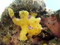Muck Diving in Subic Bay, Philippines Muck diving in Subic Bay, Philippines