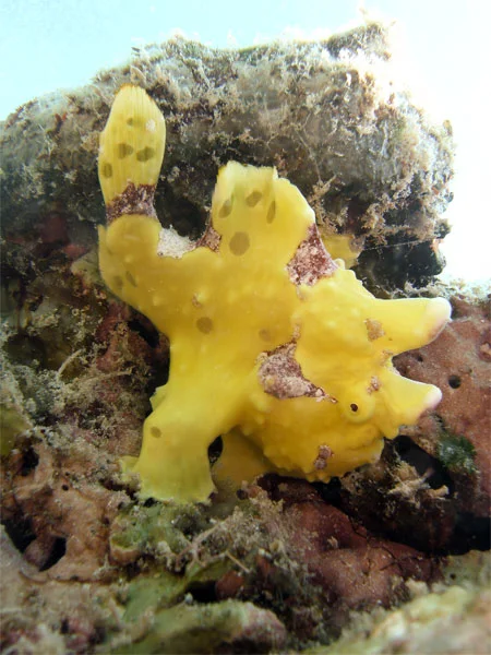 Muck diving Anilao. Yellow frogfish
