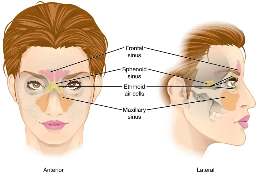 Paranasal sinuses and equalization when diving