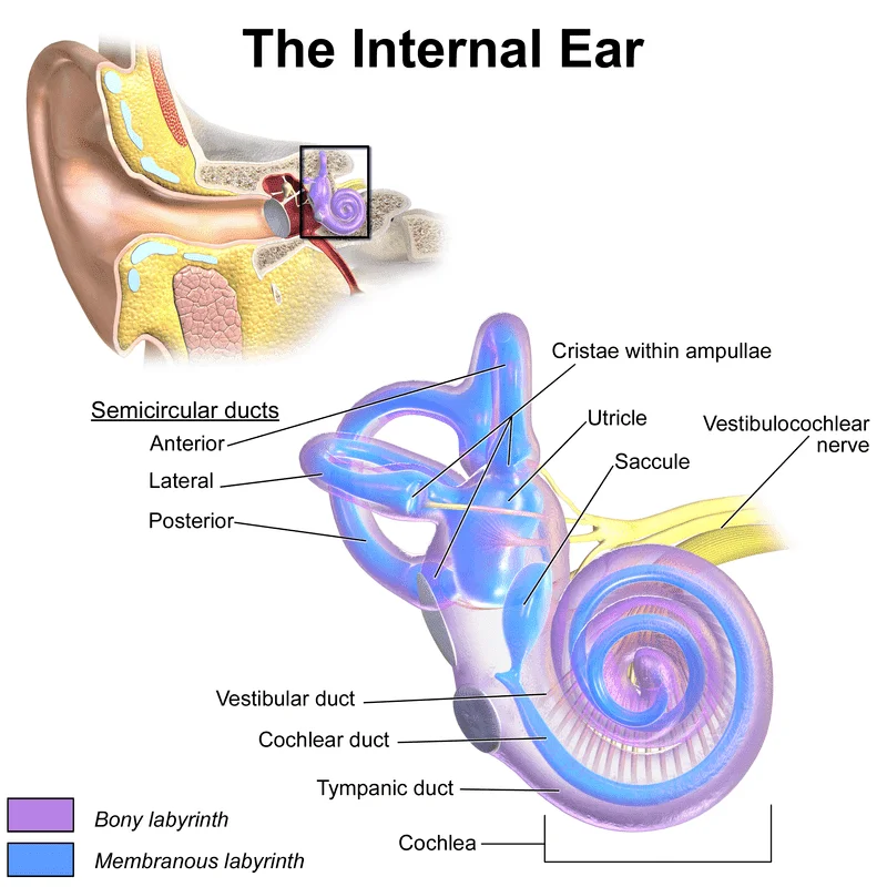 The Inner Ear Anatomy. Inner Ear Decompression Sickness IEDCS