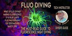 What is Fluorescence Night Diving? A Guide to Fluo Diving & Glow Diving. Fluo-Diving-Fluorescence-Night-Photography