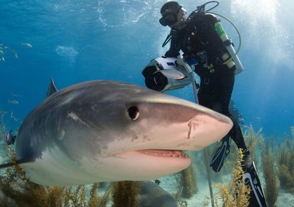 A Guide to Diving With Sharks: Thrills, Chills, and Safety Skills