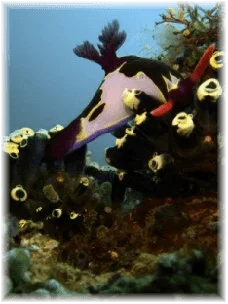 scuba diving anilao batangas philippines scuba diving in anilao batangas philippines