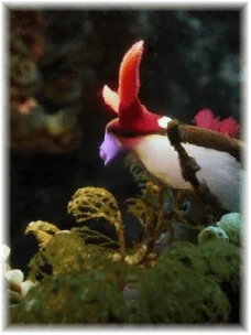 scuba diving anilao batangas philippines nudibranch diving anilao batangas philippines